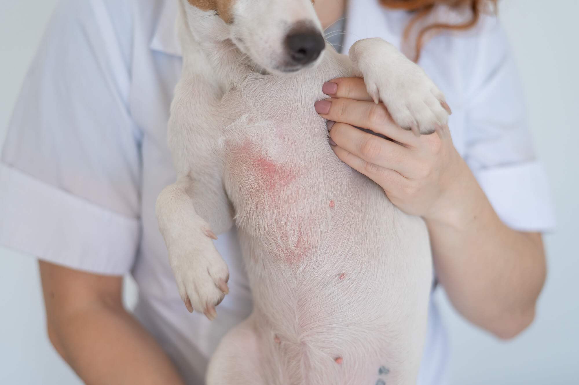 犬アトピー性皮膚炎の症状は？